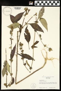 Campanulastrum americanum image