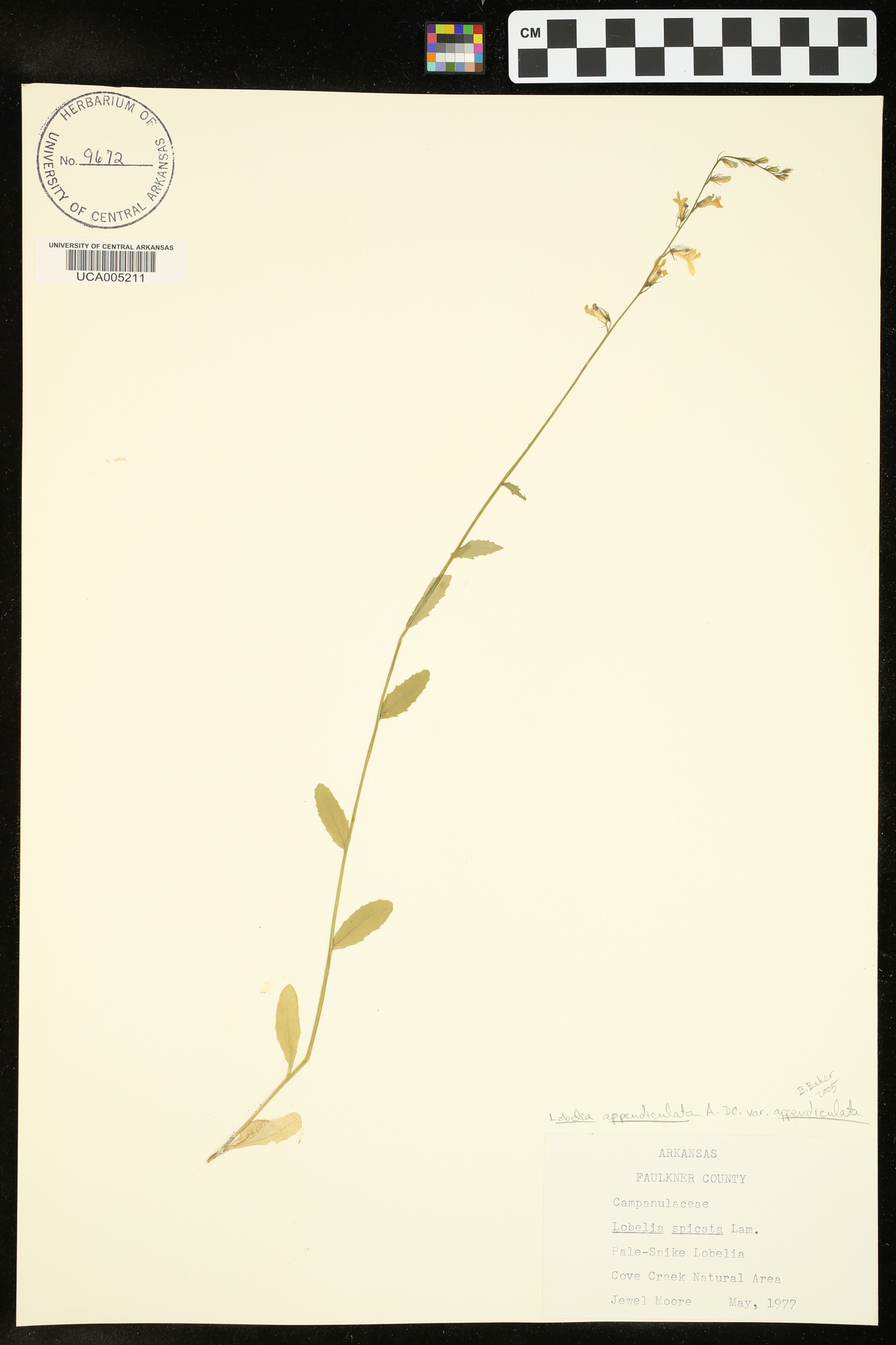 Lobelia appendiculata image