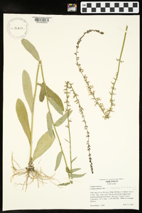 Lobelia spicata var. leptostachys image