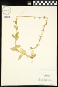 Lobelia appendiculata var. appendiculata image