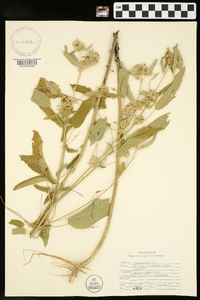Croton capitatus image