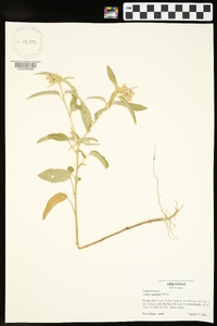 Croton capitatus image