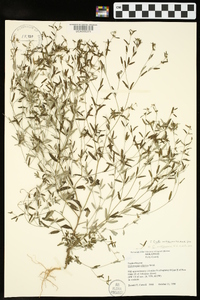 Croton michauxii image