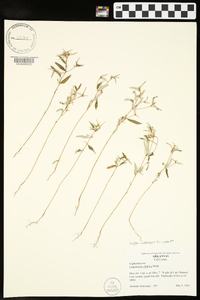 Croton michauxii image