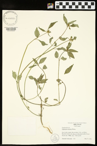 Euphorbia dentata image