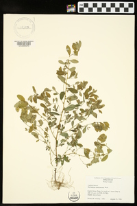 Phyllanthus caroliniensis image