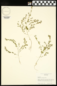 Phyllanthus caroliniensis image