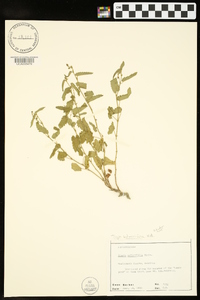 Tragia betonicifolia image