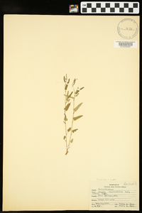 Tragia urticifolia image