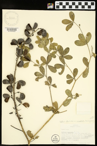 Baptisia alba var. macrophylla image