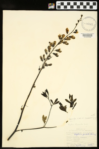 Baptisia alba image