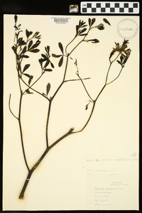 Baptisia alba var. macrophylla image