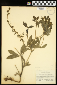 Baptisia bracteata image