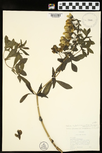 Baptisia bracteata var. leucophaea image