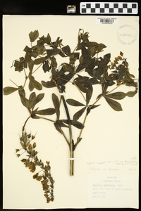 Baptisia bracteata image