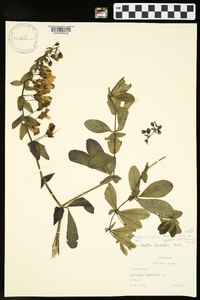 Baptisia bracteata var. leucophaea image