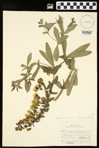 Baptisia bracteata var. leucophaea image