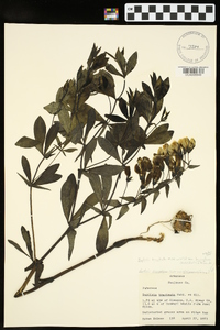 Baptisia bracteata image