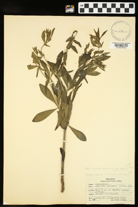 Baptisia bracteata image