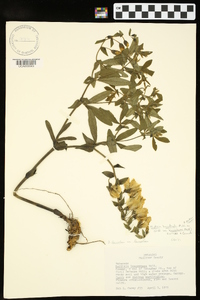 Baptisia bracteata image