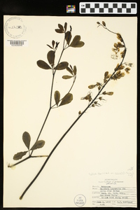 Baptisia alba image