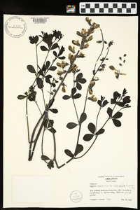 Baptisia alba image