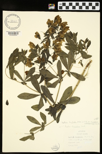 Baptisia bracteata image