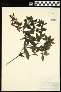 Baptisia bracteata image