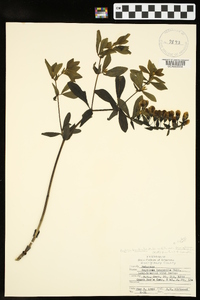 Baptisia bracteata image