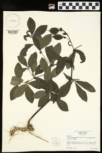 Baptisia bracteata image