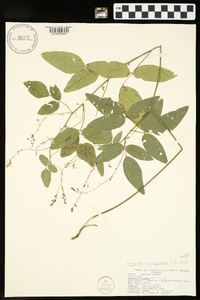 Desmodium perplexum image