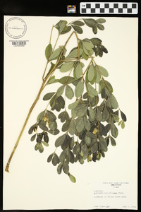 Baptisia nuttalliana image