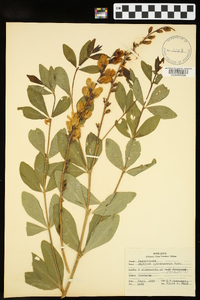 Baptisia sphaerocarpa image