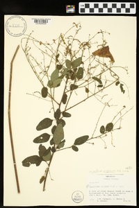 Desmodium perplexum image