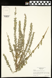 Lespedeza cuneata image