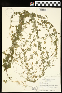 Lespedeza procumbens image