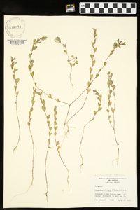 Kummerowia striata image