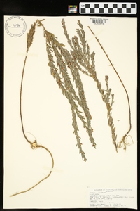 Lespedeza cuneata image