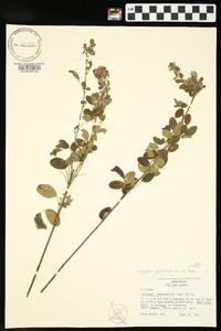 Lespedeza hirta image