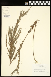 Lespedeza cuneata image