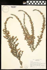 Lespedeza cuneata image