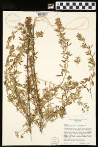 Lespedeza stuevei image