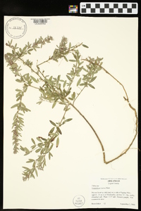 Lespedeza stuevei image