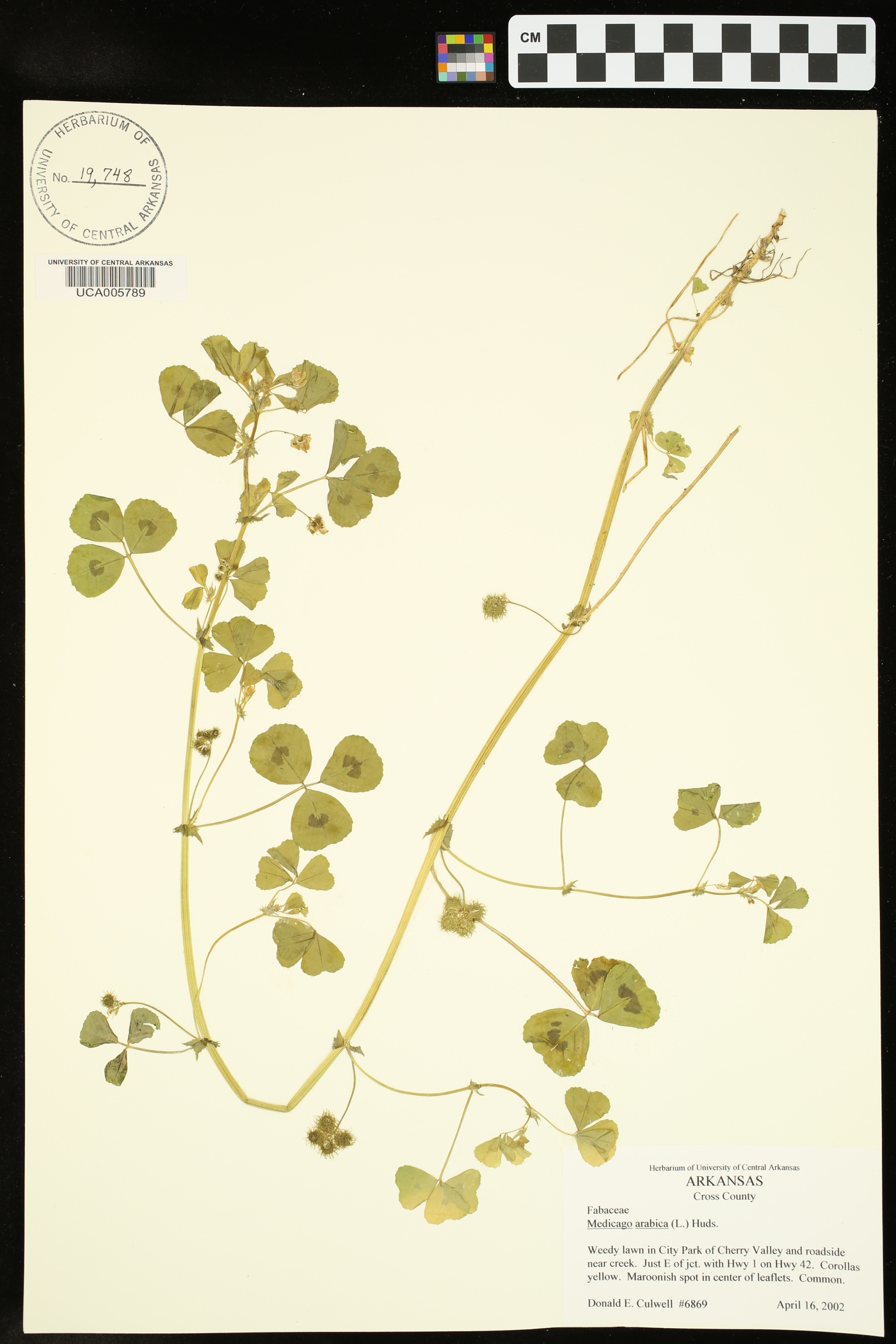 Medicago arabica image