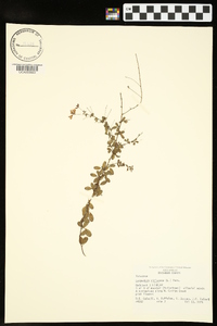 Lespedeza violacea image