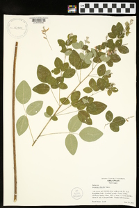 Lespedeza bicolor image