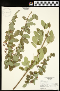 Lespedeza bicolor image