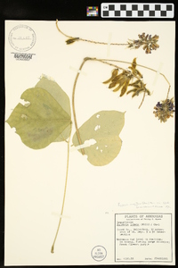 Pueraria montana var. lobata image