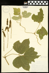 Pueraria montana var. lobata image