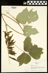 Pueraria montana var. lobata image